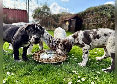 Superschöne nicht ganz reinrassige Deutsche Doggenwelpen können bald ausziehen