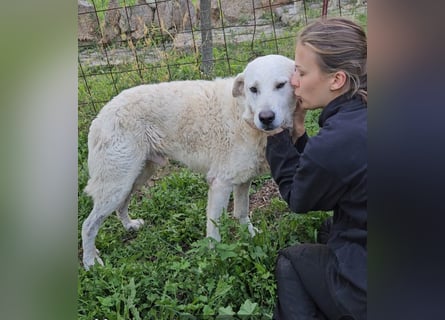 Francesco - Wo sind die Freunde von großen, gemütlichen Hunden