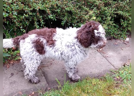 Lagotto Romagnolo Welpen, 4 Hündinnen suchen ein Zuhause