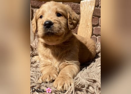 Labradoodle F1 apricot