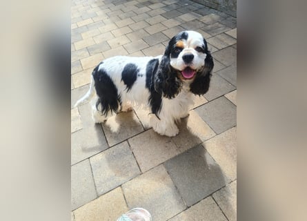 Luna, unsere Cockerhündin, 4 1/2 Jahre alt, sucht liebevolle Familie