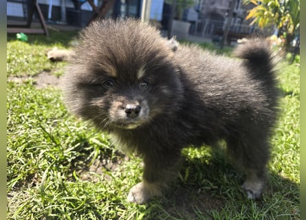 Zauberhafte Pomsky Welpen suchen ihr neues Zuhause! (ab 22.05.2025)