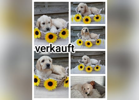 Goldendoodle Welpe F1
