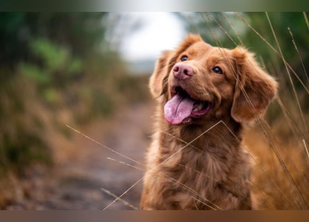 Nova Scotia Duck Tolling Retriever-Welpen – Einzigartige Schätze aus liebevoller Zucht