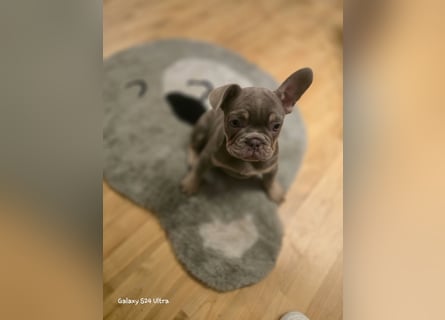 Französische Bulldoggen Welpen