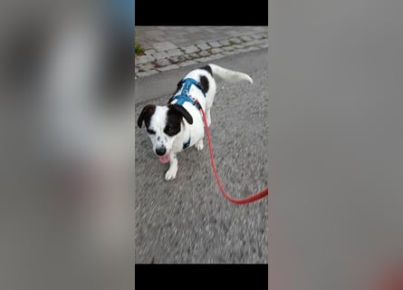 Josie sucht Herzensmensch fürs Leben
