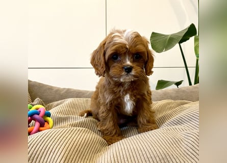 Cavapoo, Pudel, Cavalier King Charles Spaniel