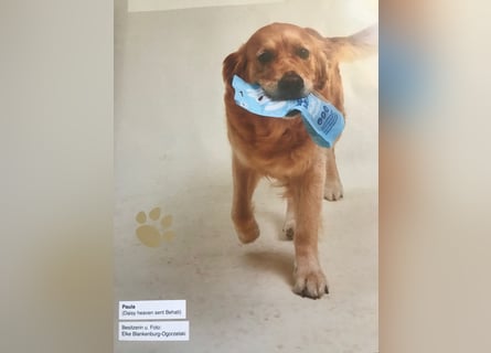 Golden Retriever Welpen VDH/GRC