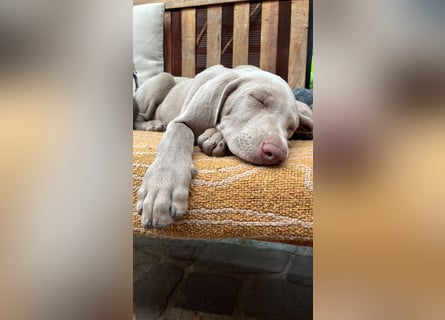 Weimaraner-Mix Welpen aus liebevoller Verpaarung – 12 kleine Wunder suchen ihr Zuhause