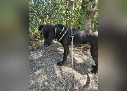 Lucignolo: einfach nur Zucker