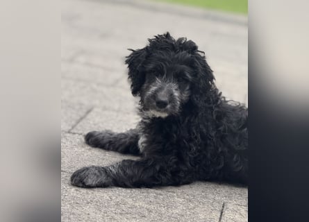 Genau ich suche ein Körbchen für immer bin der letzte aus dem Wurf