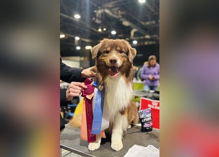 Australian Shepherd Deckrüde in Red Tri reine exklusive Showlinie  /ASCA und FCI Pedigree -