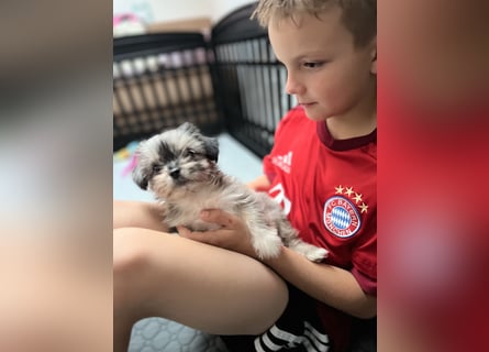 Maltipoo - Welpen - Rüden und Hündin