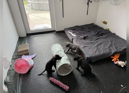Deutsche Dogge Welpen