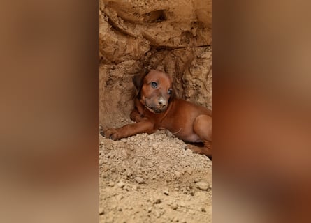 Szczeniaki  Rhodesian Ridgeback/ Pies/Suka Rhodesian Ridgeback/ welpen rhodesian