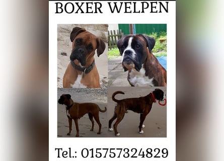 Kräftige BoxerWelpen (barfen + Natur Ernährung)
