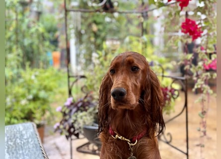 Irish Setter Welpen mit Papieren