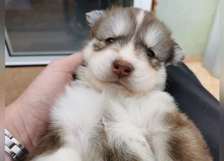 Husky Welpen 3 Rüden suchen ein Zuhause ab Mai