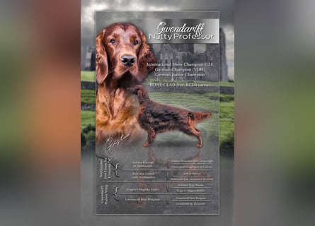 Valentinstags Irish Setter Welpen mit FCI- und VDH-Papieren