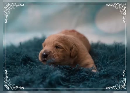 Reinrassige Golden Retriever Welpen Wir züchten mit viel Liebe und Leidenschaft.
