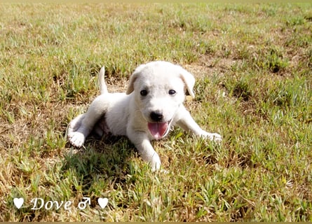 Biscuit, Casper, Pearl, Lily und Dove  suchen ihre Familie ab Oktober
