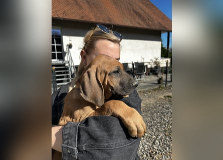 Rhodesian Ridgeback Welpen