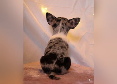 Chihuahuawelpen