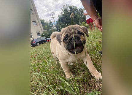 Mops welpen ab sofort Abgabe bereit.