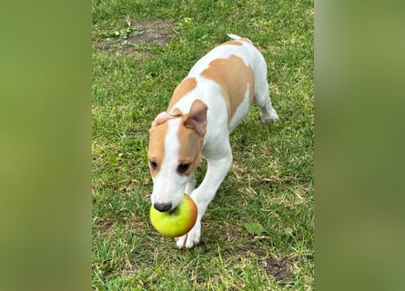 Ungarischer Windhund - Magyar Agar Welpen