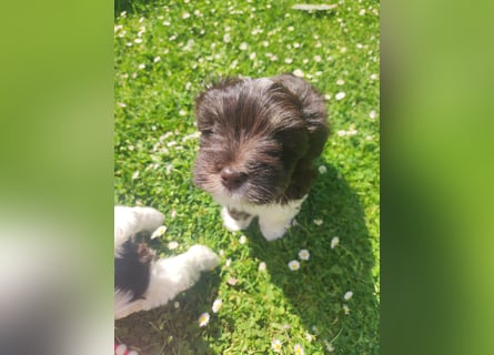 American zwergschnauzer BRUNO