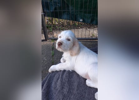 Spinone Italiano weiß/orange - WELPEN