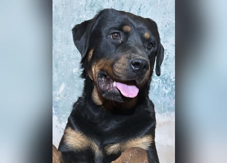 Reinrassige Rottweiler Welpen , Sportliche leistung Zucht