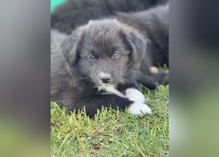 Australian Shepherd Welpen in  Black Bi