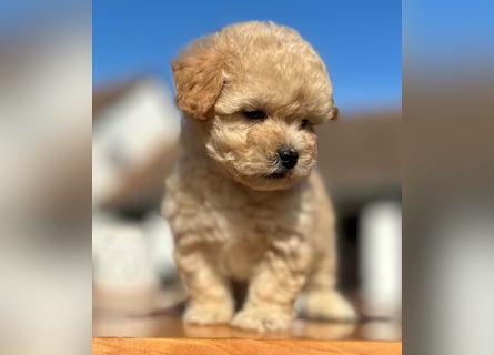 Rarität. Echte Teddybär Maltipoo Welpen in tollem Apricot abzugeben. Malteser/Pudel