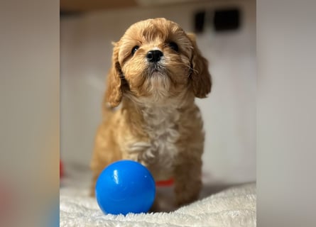 Exklusive Maltipoo Welpen im Red Apricot in Liebevolle Hände abzugeben Malteser/Pudel
