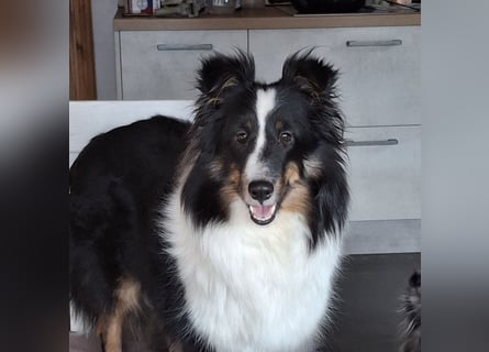 Sheltie Shetland Sheepdog