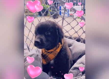 Auszug..Aussiedor F1 Familien und Therapiehund Labrador x Australien Shepherd
