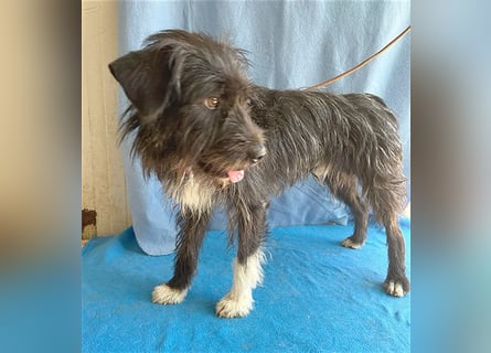 ❤️ ehemals armer LUPI - 2 Jahre, 45cm - Schnauzer-Mix