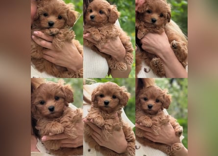 Maltipoo Welpen 10 Wochen