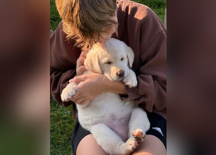 Zuckersüße Labrakita Welpen suchen ihr neues Zuhause!