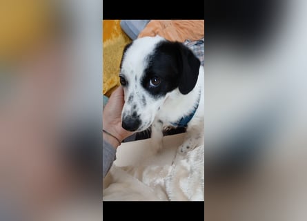 Josie sucht Herzensmensch fürs Leben