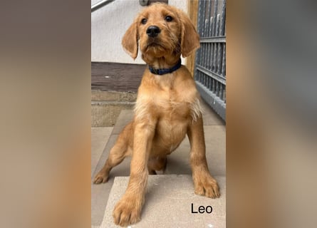 Labradoodle F1 apricot