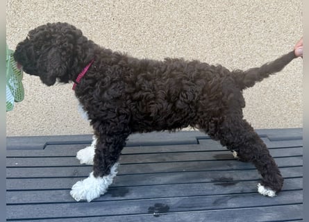 Lagotto Romagnolo Welpen reinrassige