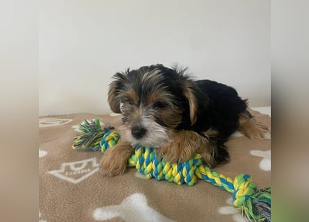 Liebe auf vier Pfoten – Yorkshire Terrier Welpen suchen ihr Für-immer-Zuhause!