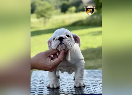Englischen Bulldogge