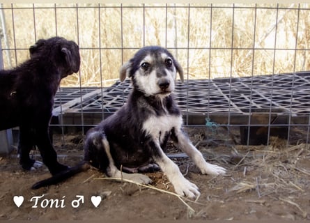 Teddy und seine Geschwister suchen ab September ein Zuhause