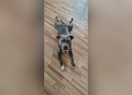 American Bully Standard Blue Line