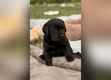 Labrador Welpen mit Ahnentafel