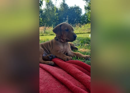 Szczeniaki  Rhodesian Ridgeback/ Pies/Suka Rhodesian Ridgeback/ welpen rhodesian