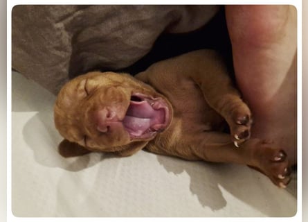 Magyar Vizsla Welpen suchen ab Mitte März ein neues liebevolles Zuhause